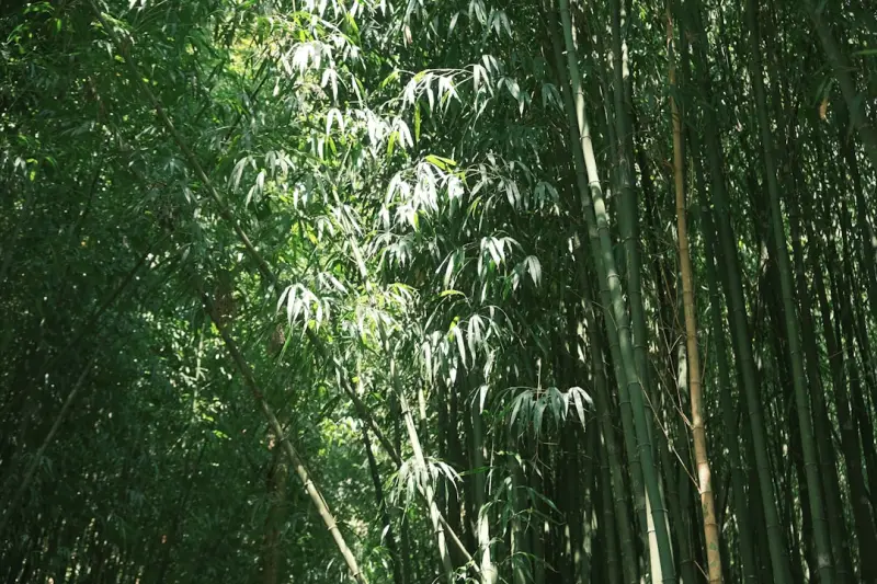 人体秤与厨房秤选购指南：家庭场景下的称重设备搭配方案